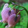 Bleeding Heart (Dicentra formosa): A perennial native which grows from a rhizome in woody areas.